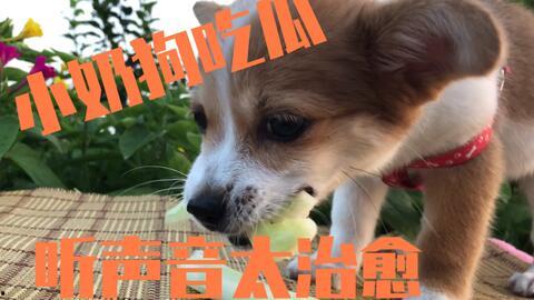 娱乐吃瓜酱小狗被卖,背后的故事与反思